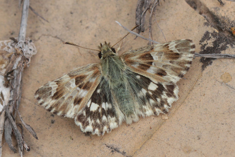 Muschampia lavatherae: Bild 6