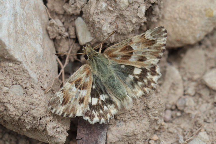 Muschampia lavatherae: Bild 7