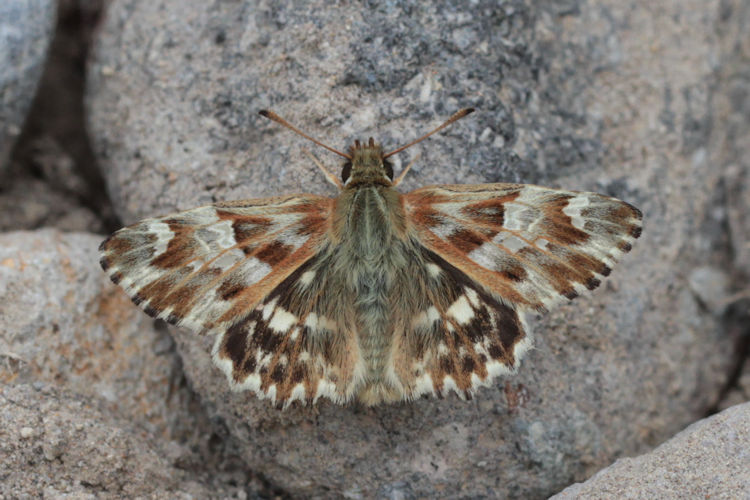 Muschampia lavatherae: Bild 8