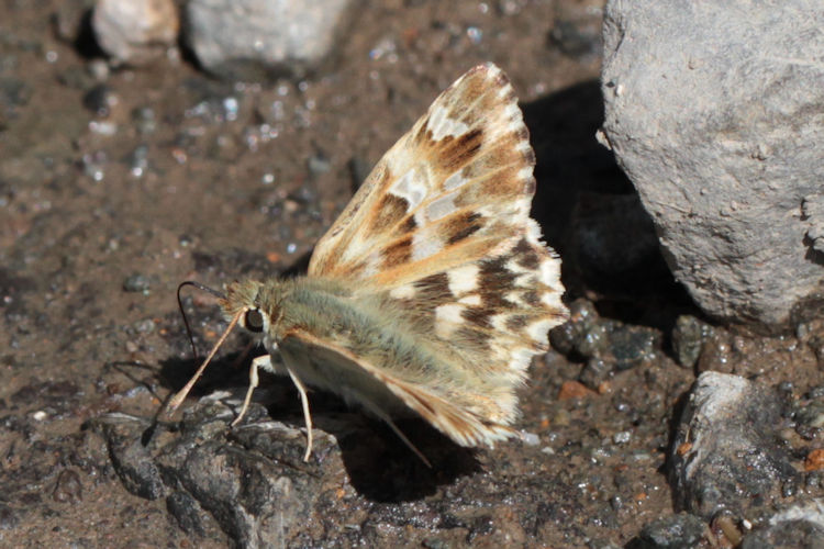 Muschampia lavatherae: Bild 11