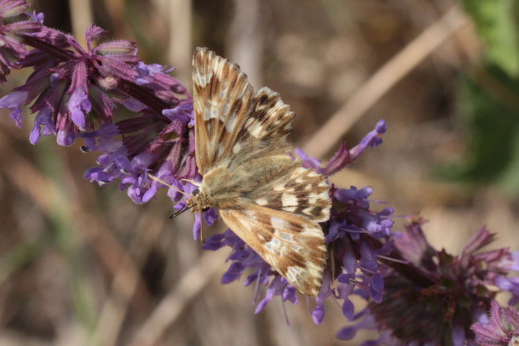 Muschampia lavatherae: Bild 22