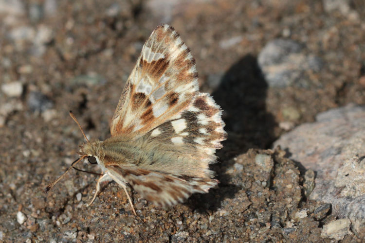 Muschampia lavatherae: Bild 12