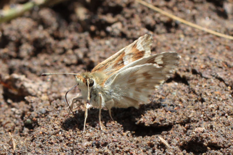 Muschampia lavatherae: Bild 23