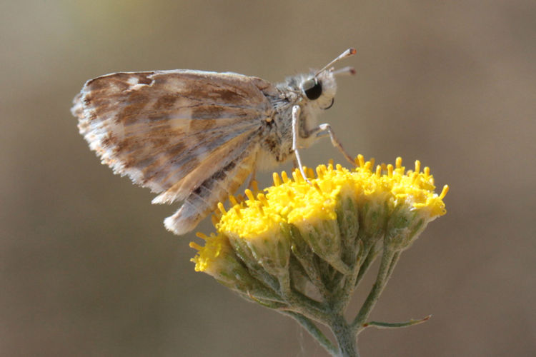 Muschampia lavatherae: Bild 24