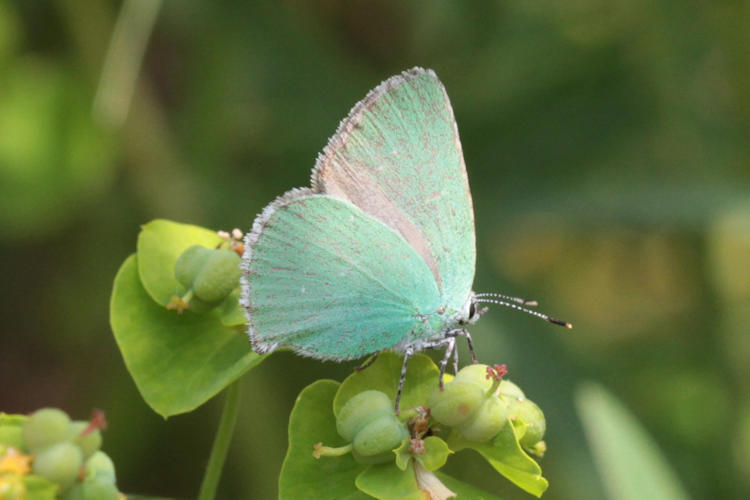 Callophrys sp. (rubi armeniaca, danchenkoi, paulae): Bild 9