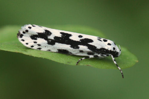 Ethmia pusiella: Bild 1