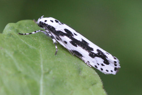 Ethmia pusiella: Bild 2