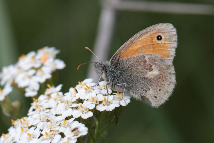 Coenonympha pamphilus marginata: Bild 19