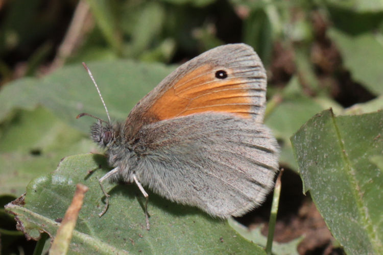 Coenonympha pamphilus marginata: Bild 20