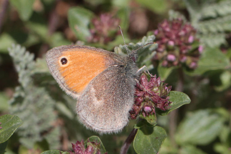 Coenonympha pamphilus marginata: Bild 21