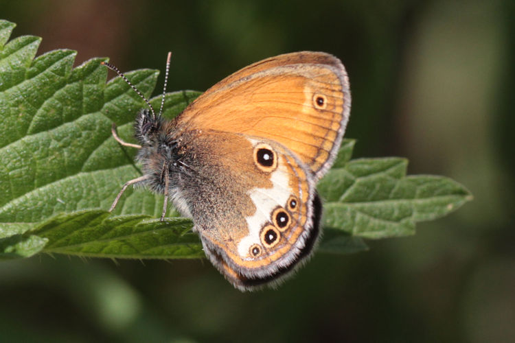 Coenonympha arcania: Bild 14