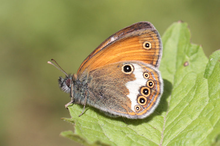 Coenonympha arcania: Bild 16