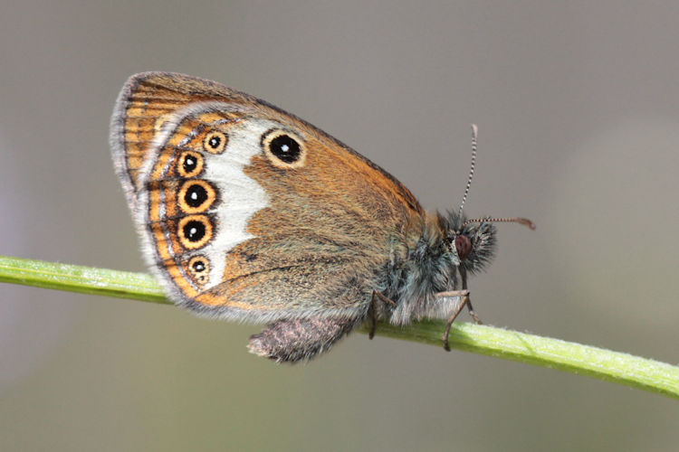 Coenonympha arcania: Bild 18