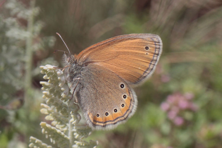 Coenonympha leander obscura: Bild 3