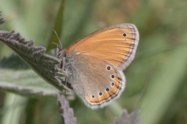 Coenonympha leander obscura: Bild 4