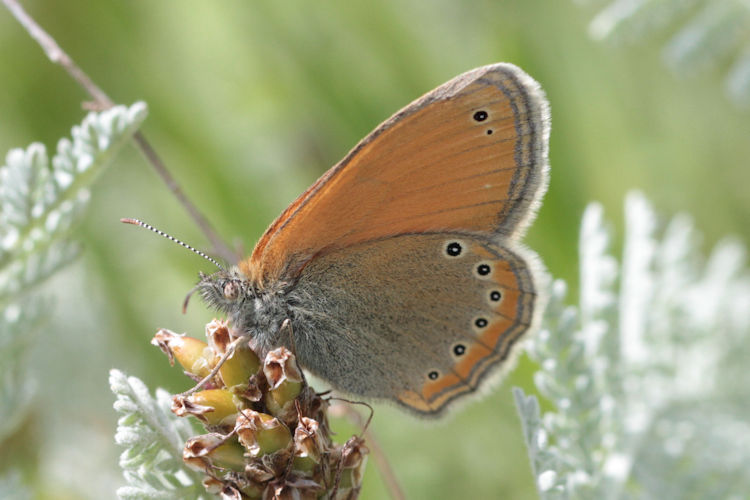 Coenonympha leander obscura: Bild 6