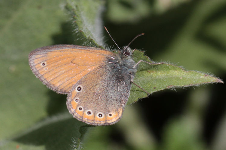 Coenonympha leander obscura: Bild 9