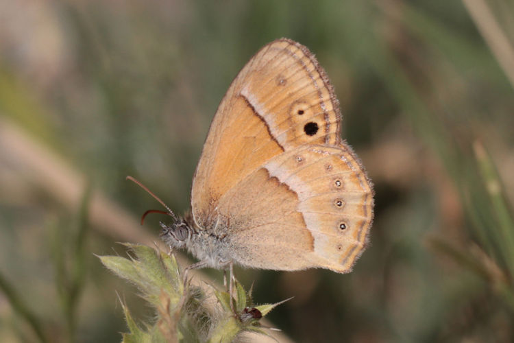 Coenonympha saadi: Bild 19