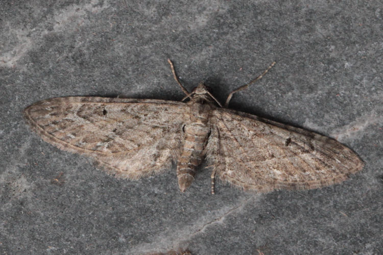 Eupithecia ochridata: Bild 2