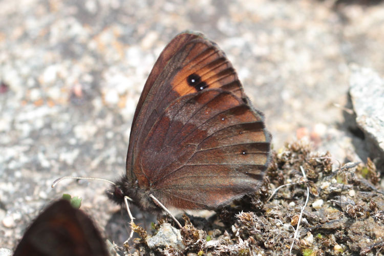 Erebia aethiops melusina: Bild 6