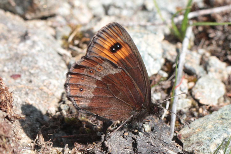 Erebia aethiops melusina: Bild 7