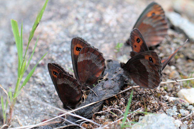 Erebia aethiops melusina: Bild 9