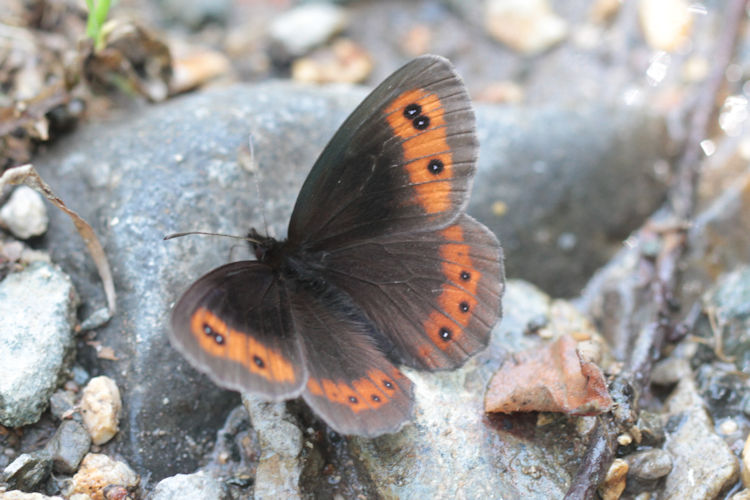 Erebia aethiops melusina: Bild 2