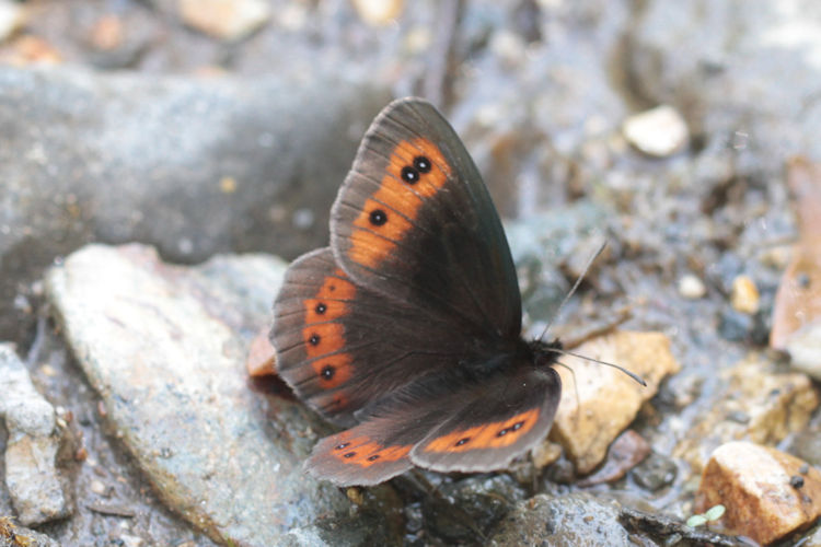 Erebia aethiops melusina: Bild 3