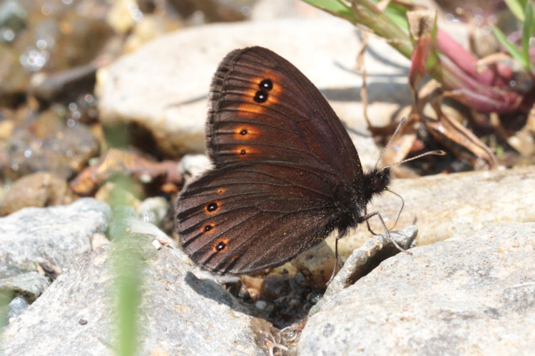 Erebia medusa psodea: Bild 25