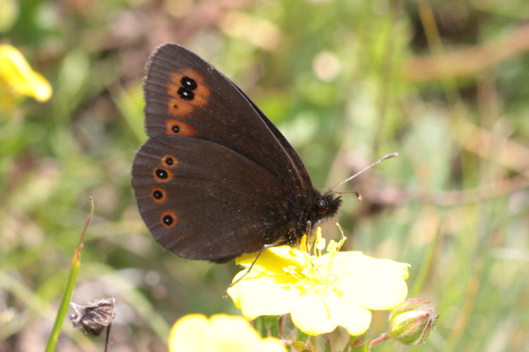 Erebia medusa psodea: Bild 27