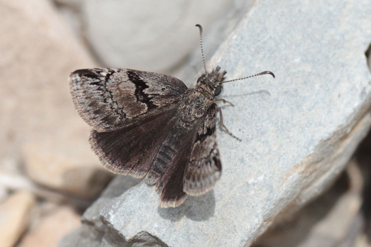 Erynnis marloyi: Bild 1