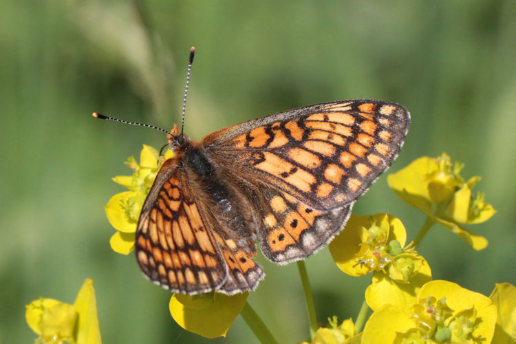 Euphydryas aurinia bulgarica: Bild 30