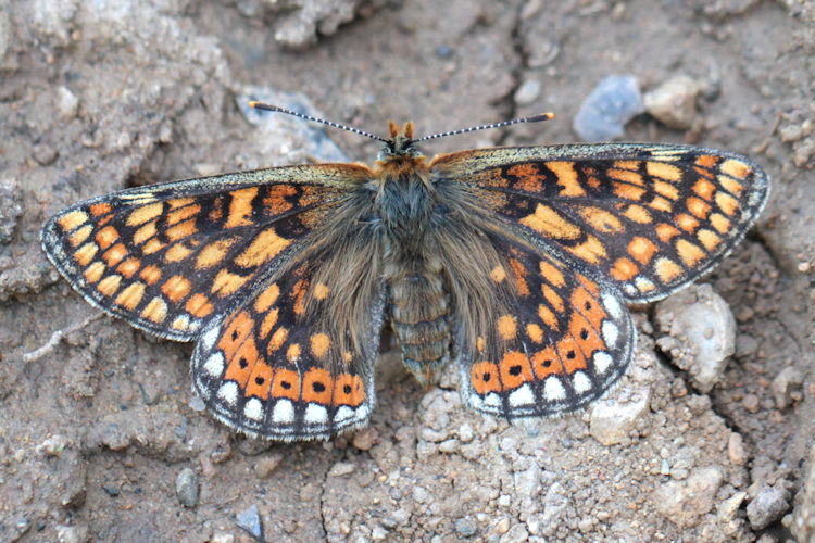 Euphydryas aurinia bulgarica: Bild 41