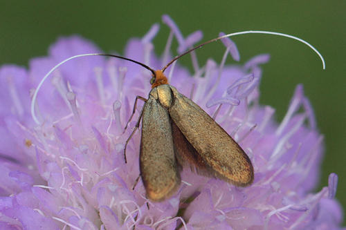 Nemophora metallica: Bild 12