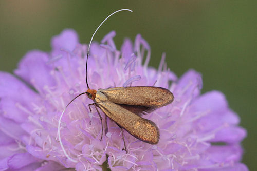 Nemophora metallica: Bild 13