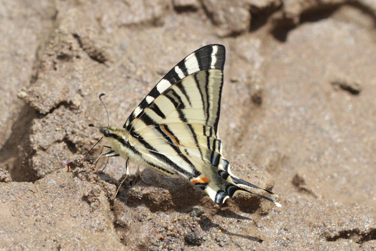 Iphiclides podalirius: Bild 47