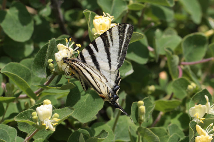 Iphiclides podalirius: Bild 8