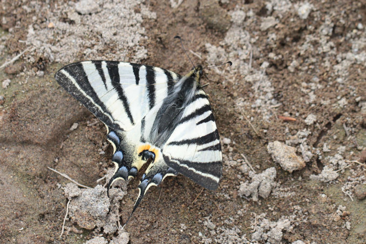 Iphiclides podalirius: Bild 9