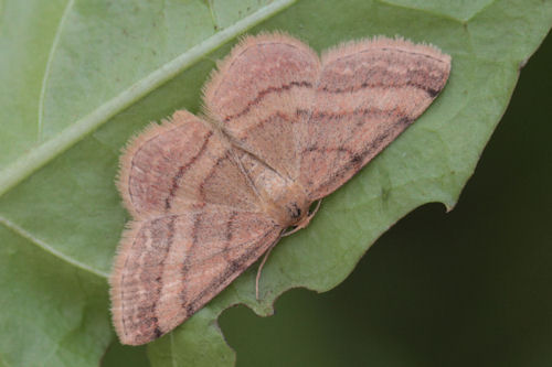 Scopula rubiginata: Bild 12