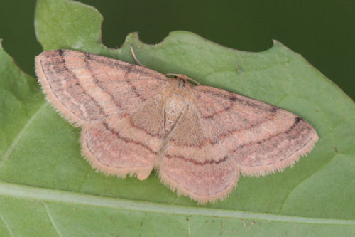 Scopula rubiginata: Bild 13