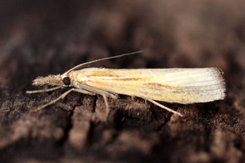 Agriphila tristella: Bild 7