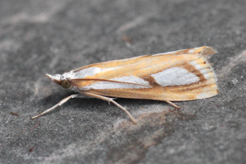 Catoptria permutatellus / myella: Bild 4