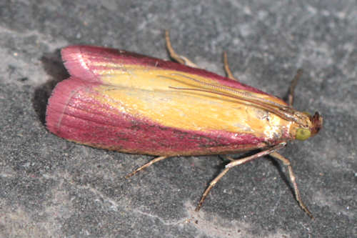 Oncocera semirubella: Bild 5