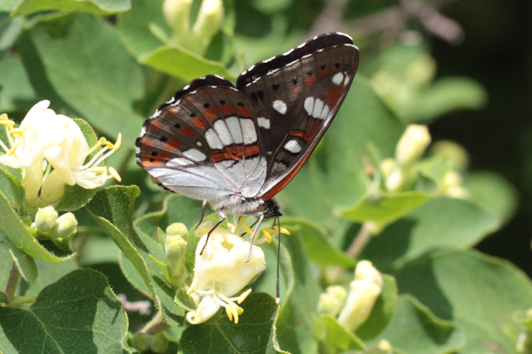 Limenitis reducta reducta: Bild 8