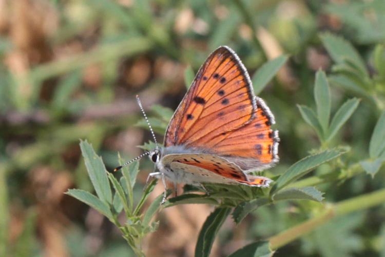 Lycaena alciphron melibeus: Bild 2