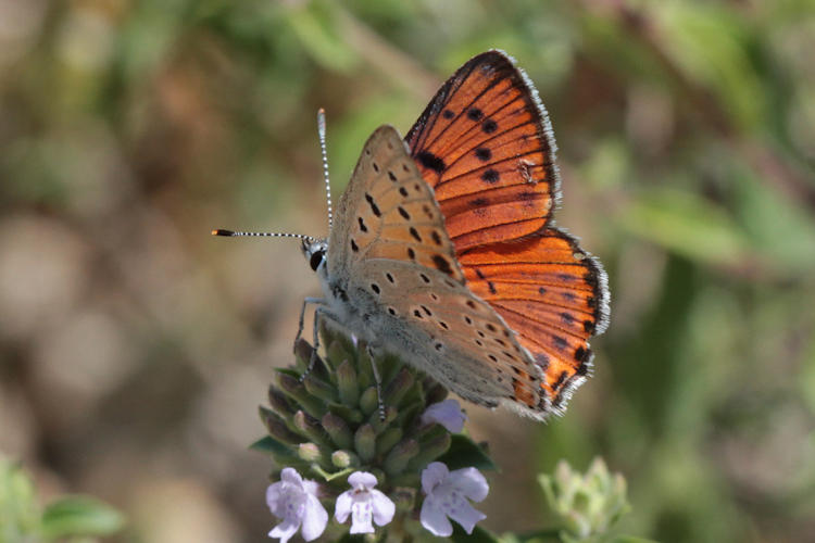 Lycaena alciphron melibeus: Bild 4