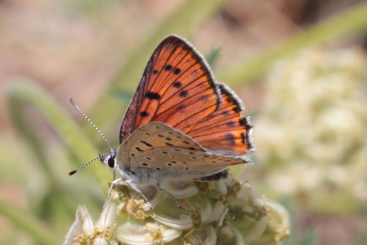 Lycaena alciphron melibeus: Bild 5