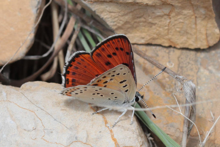 Lycaena alciphron melibeus: Bild 12