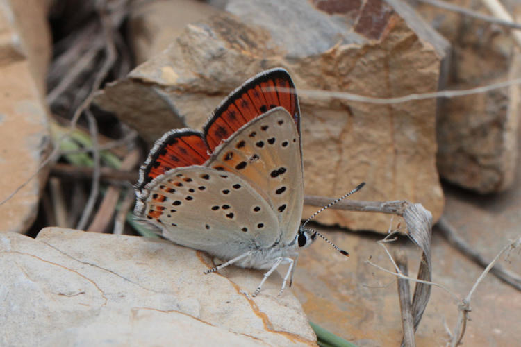 Lycaena alciphron melibeus: Bild 13