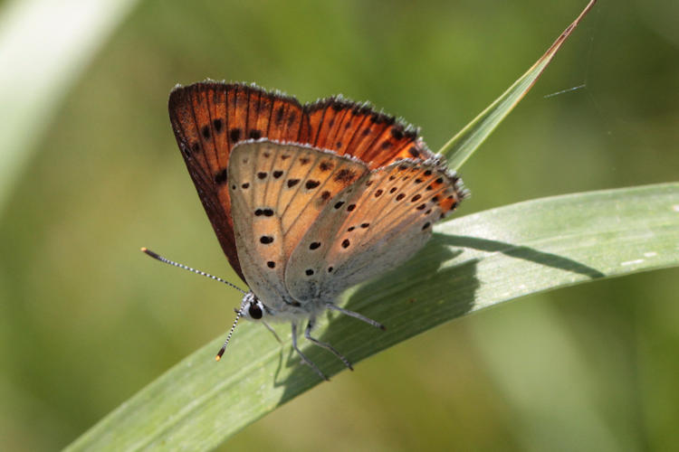 Lycaena alciphron melibeus: Bild 16